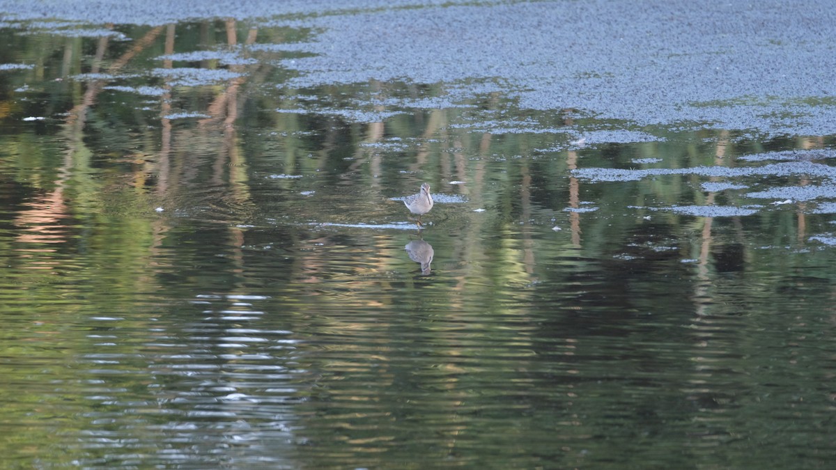 Побережник довгоногий - ML640337909