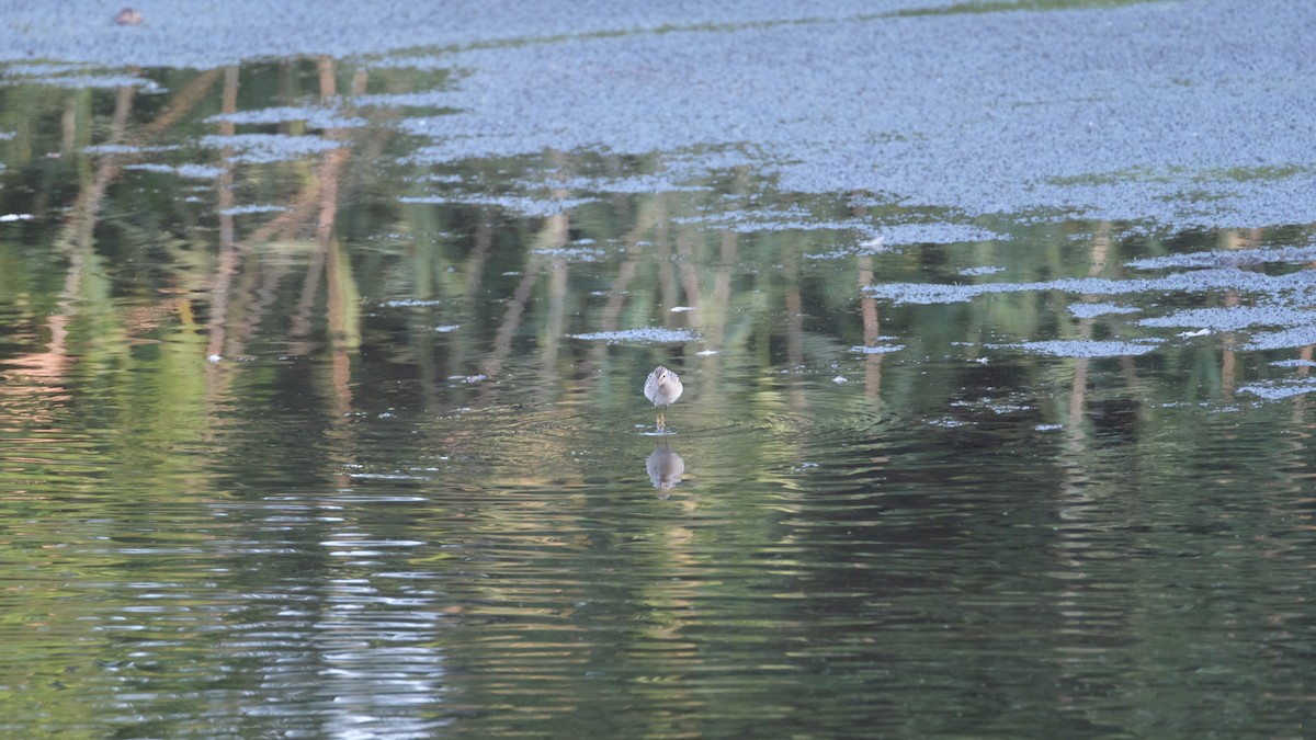 Побережник довгоногий - ML640337927