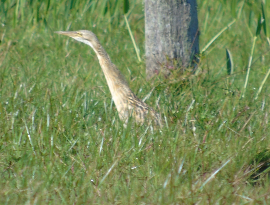 Pinnated Bittern - ML640337930
