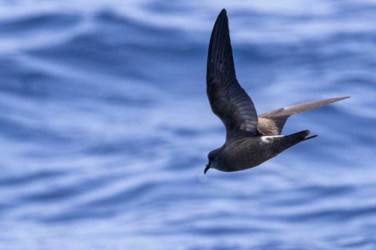 Leach's Storm-Petrel - ML640337966