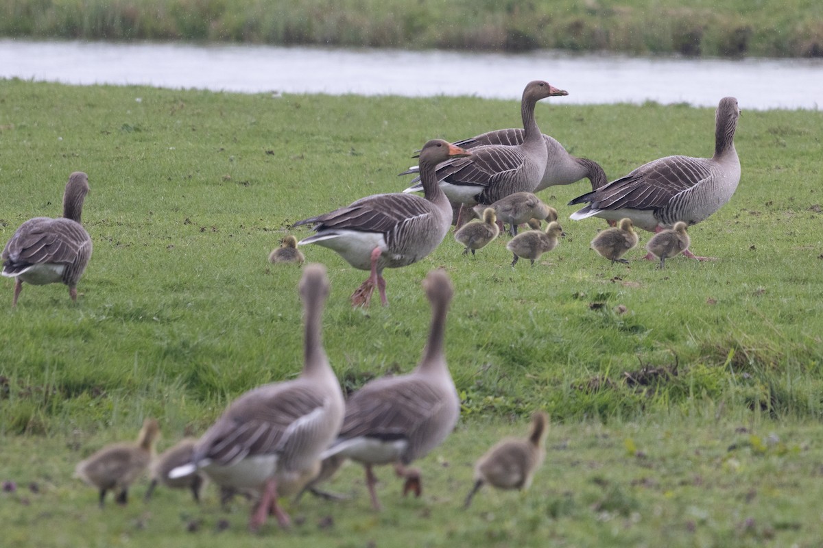 Graylag Goose (European) - ML640337991