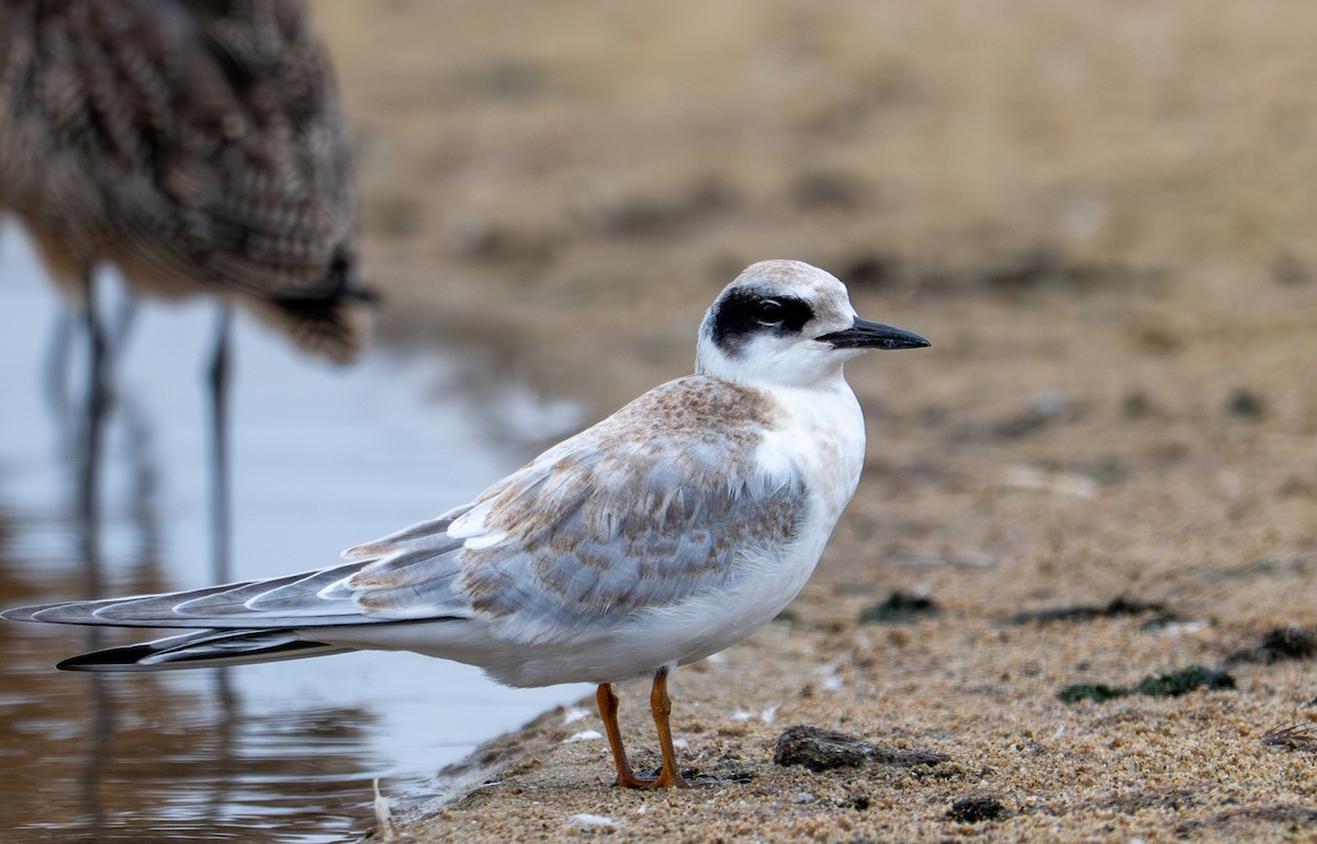 Forster's Tern - ML640338002