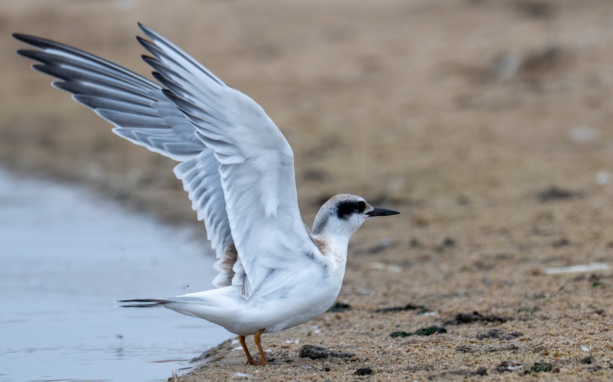 Forster's Tern - ML640338003