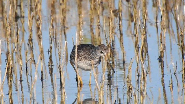 Greater Yellowlegs - ML640338004