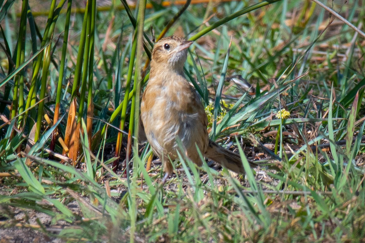 Hudson's Canastero - ML640338016