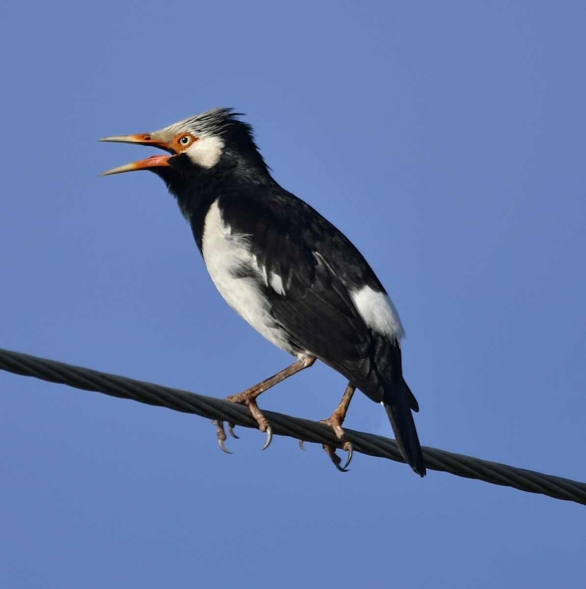 Siamese Pied Starling - ML640338095
