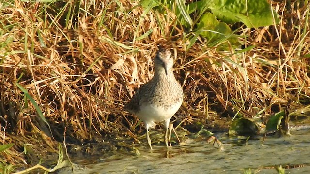 アメリカウズラシギ - ML640338125