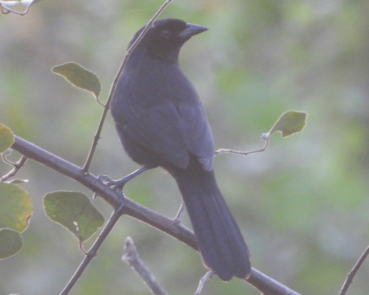 Purplish Jay - ML640338127