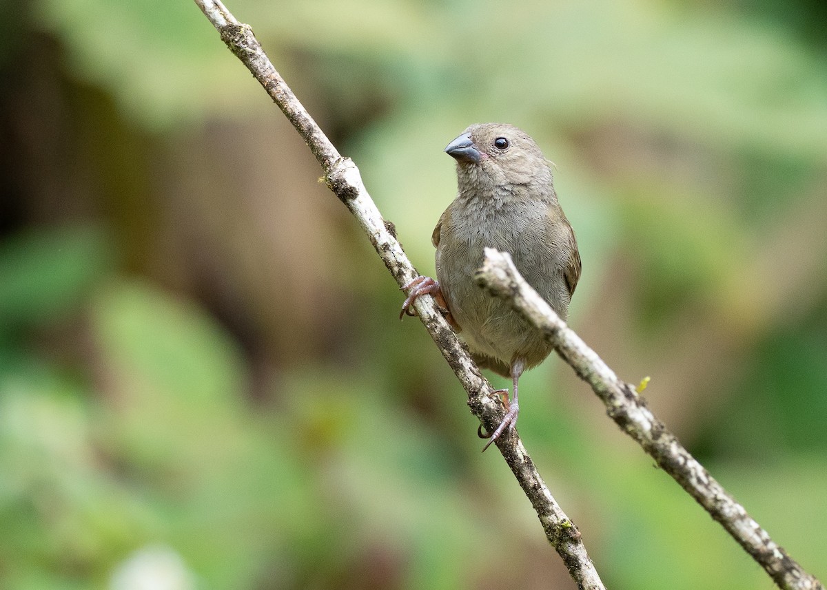 Sooty Grassquit - ML640338182