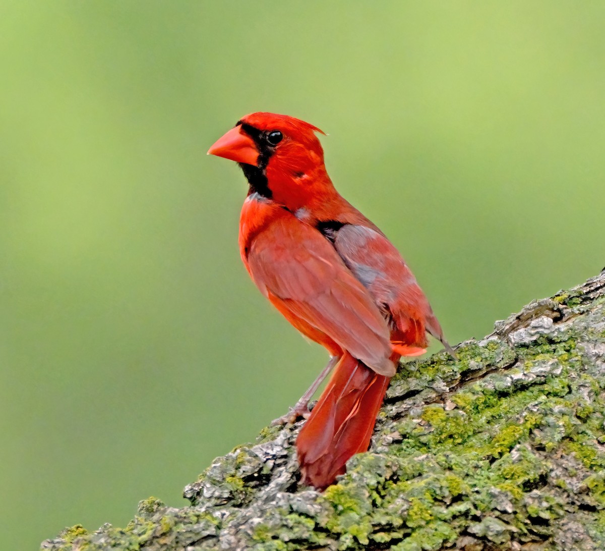Northern Cardinal - ML640338186