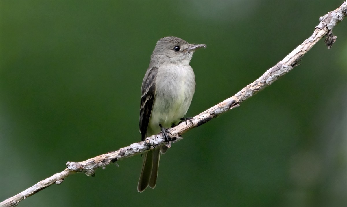Eastern Wood-Pewee - ML640338197