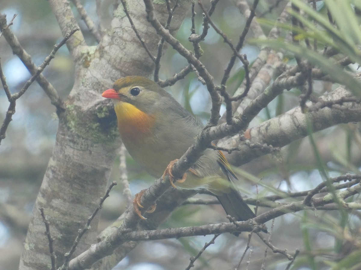 Red-billed Leiothrix - ML640338198