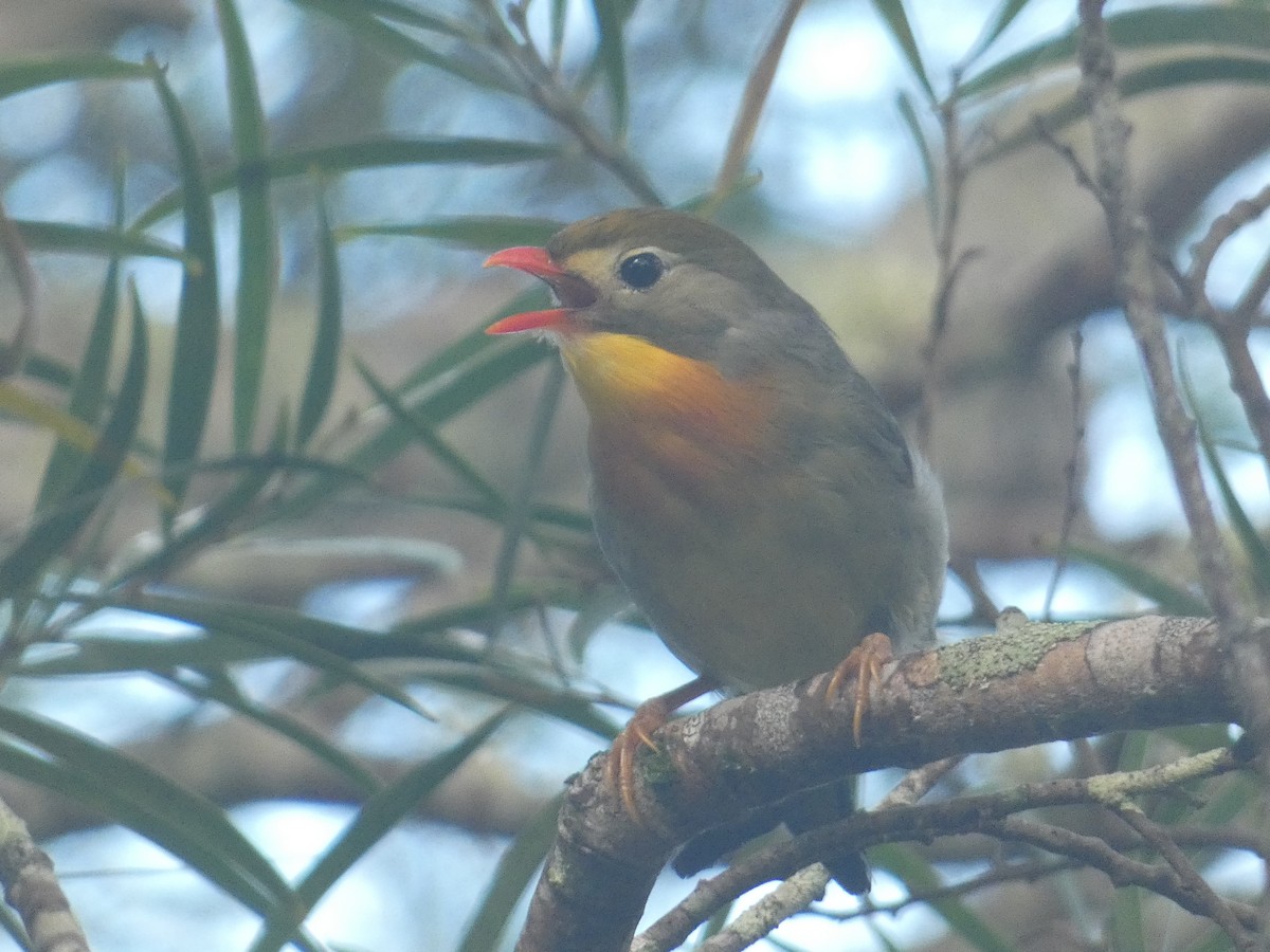 Red-billed Leiothrix - ML640338199