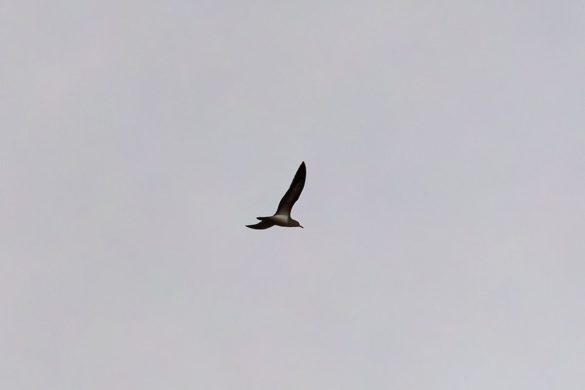 Tropical Shearwater - ML640338244