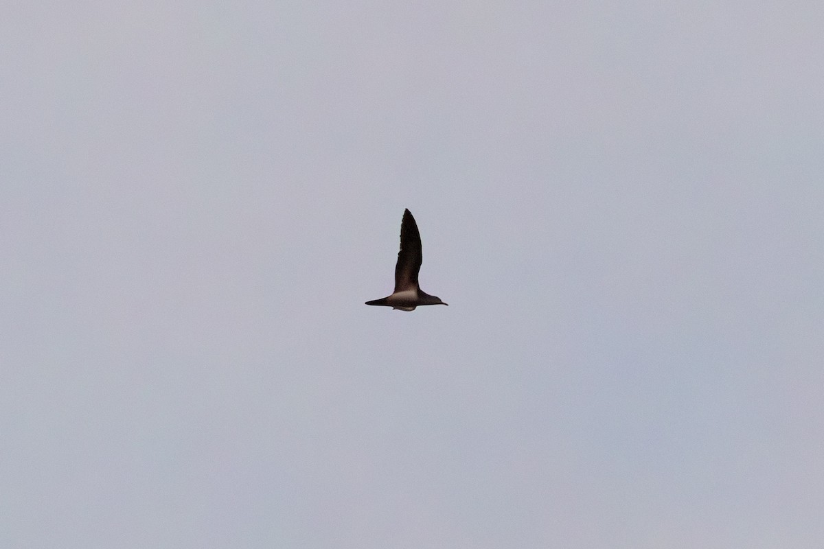 Tropical Shearwater - ML640338245