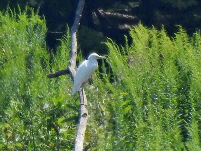 Little Blue Heron - ML640338271