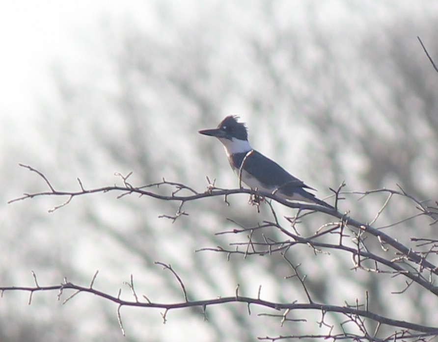 Belted Kingfisher - ML64033831