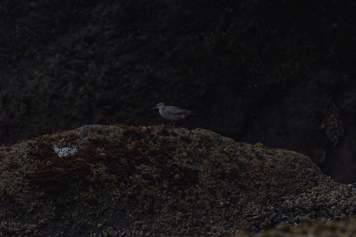 Wandering Tattler - ML640338332