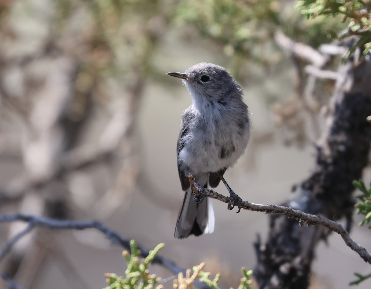 Blue-gray Gnatcatcher - ML640338354