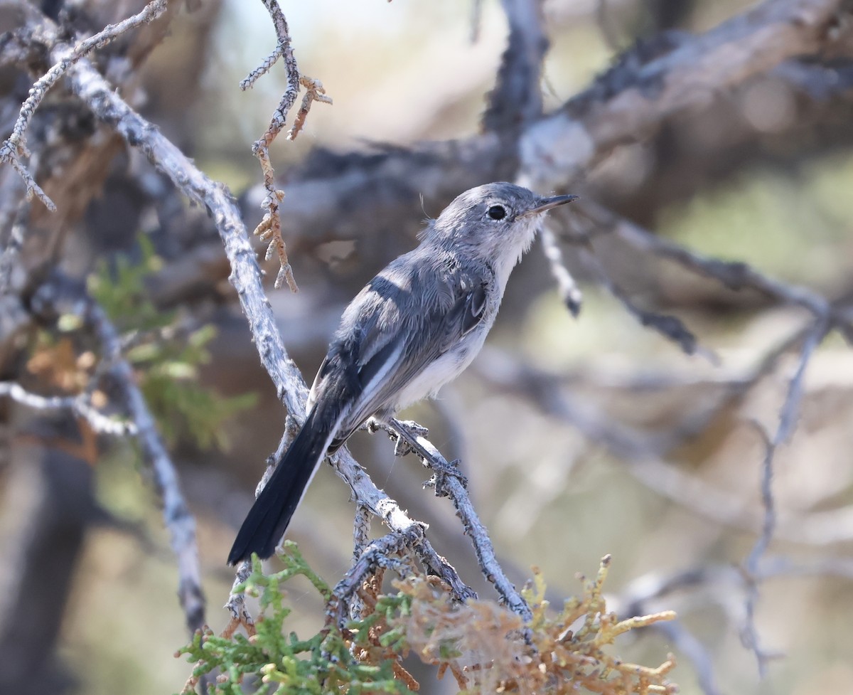 Blue-gray Gnatcatcher - ML640338355