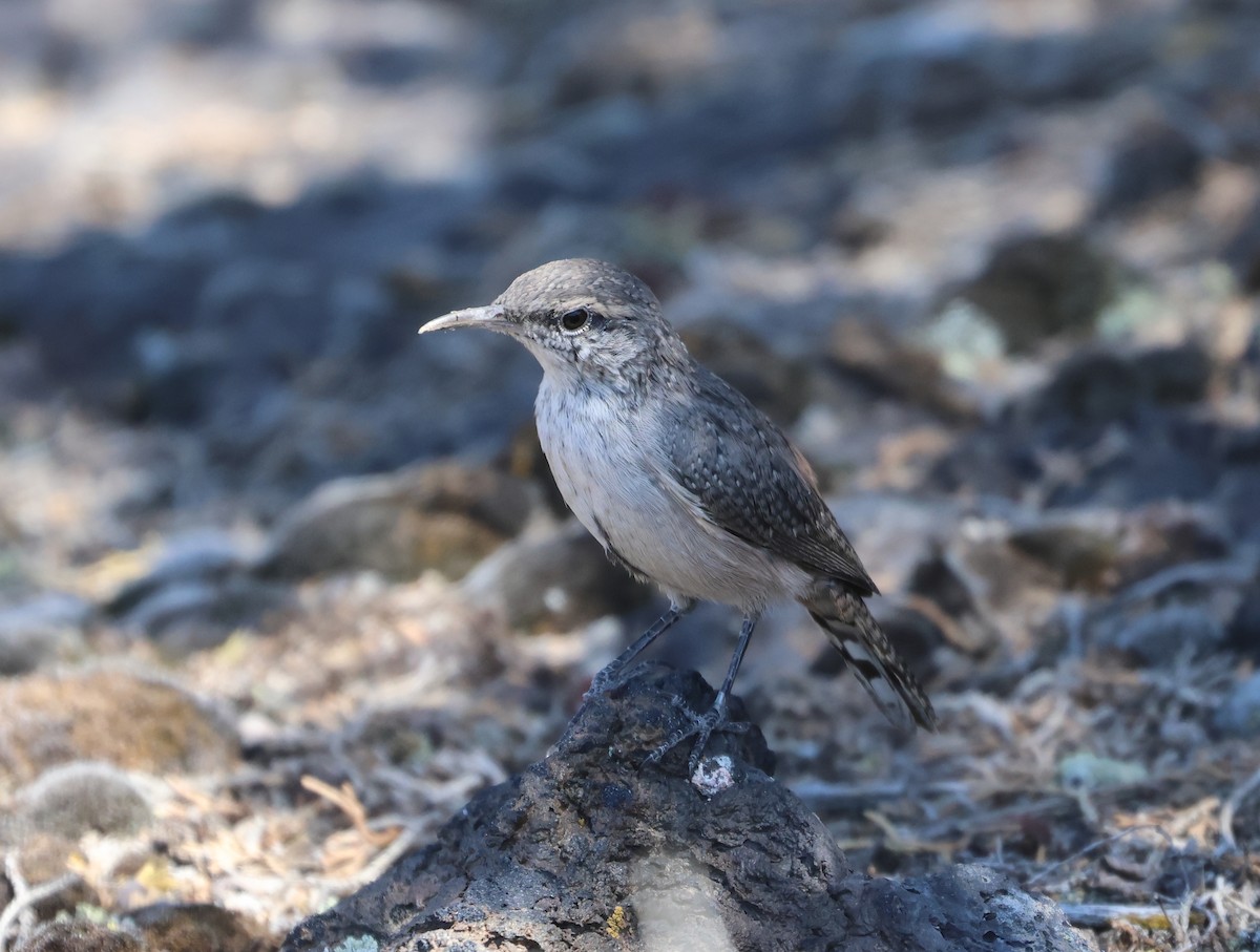Rock Wren - ML640338370