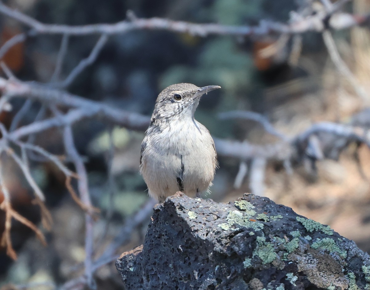 Rock Wren - ML640338371