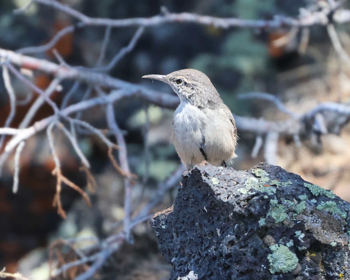 Rock Wren - ML640338374