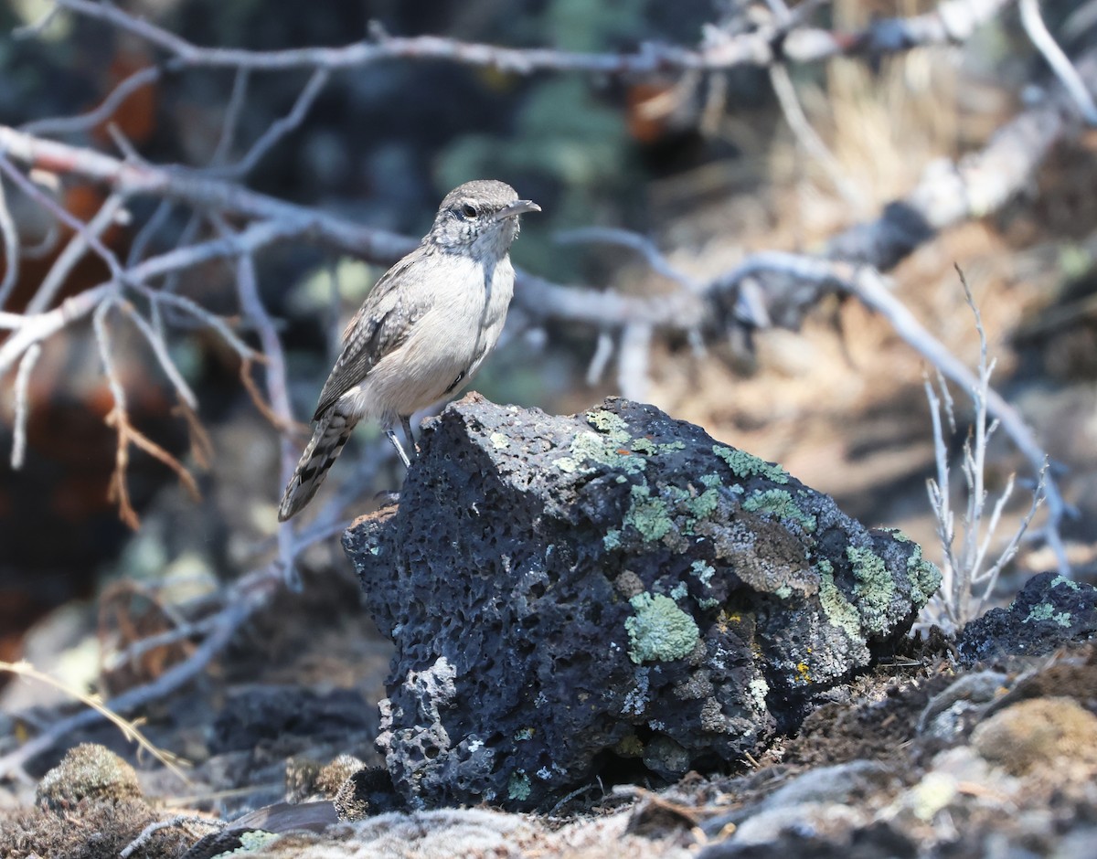 Rock Wren - ML640338375