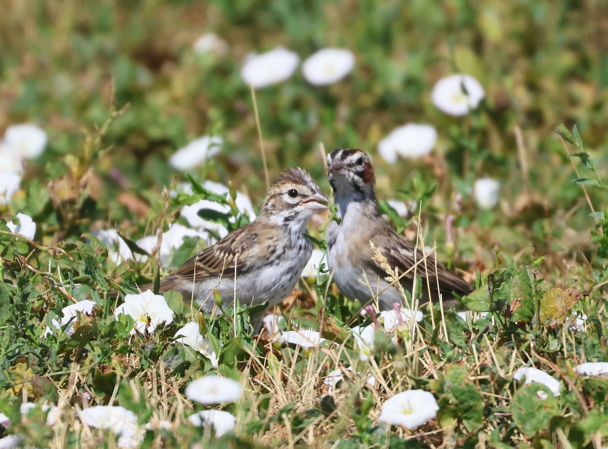 Lark Sparrow - ML640338384
