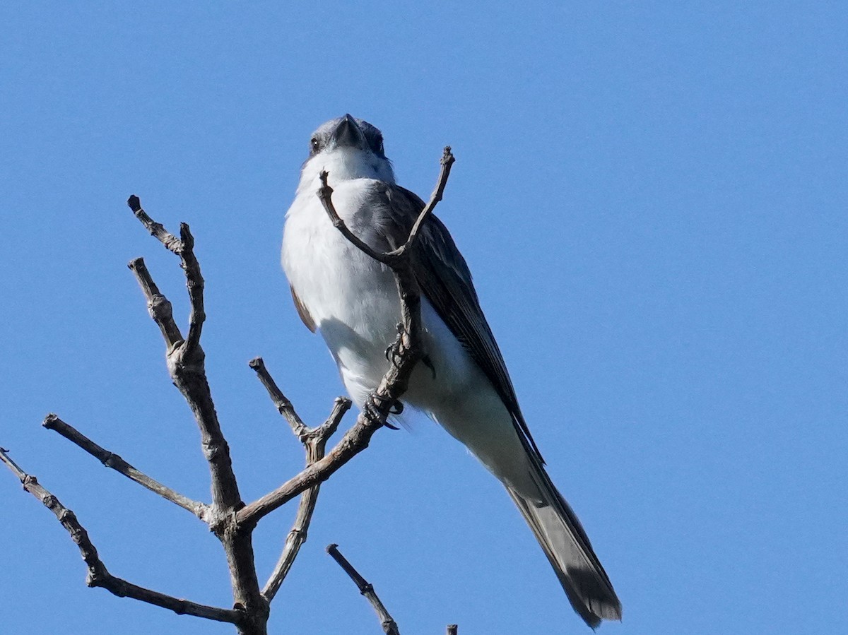 Gray Kingbird - ML640338472