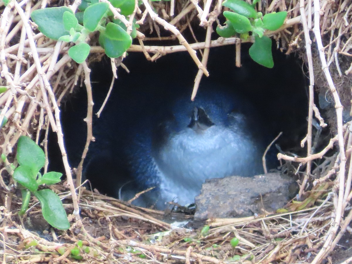 Little Penguin - ML640338542
