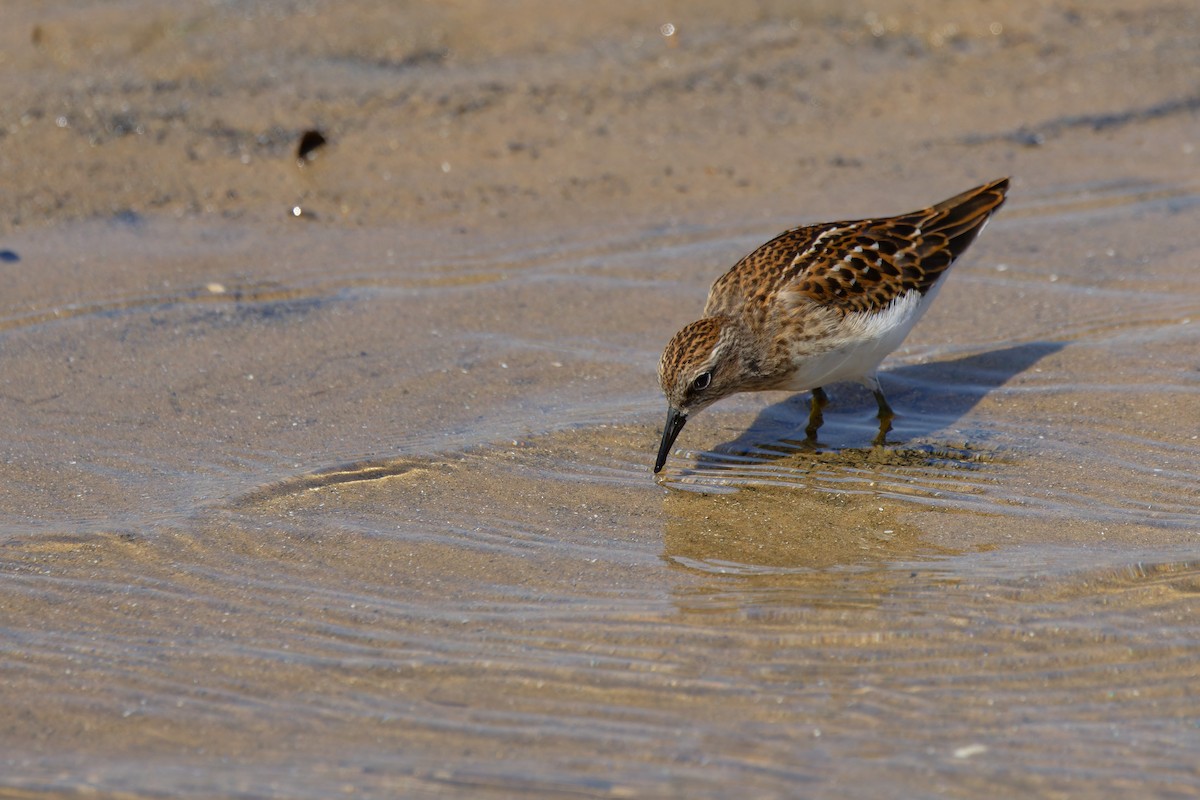 Least Sandpiper - ML640338568