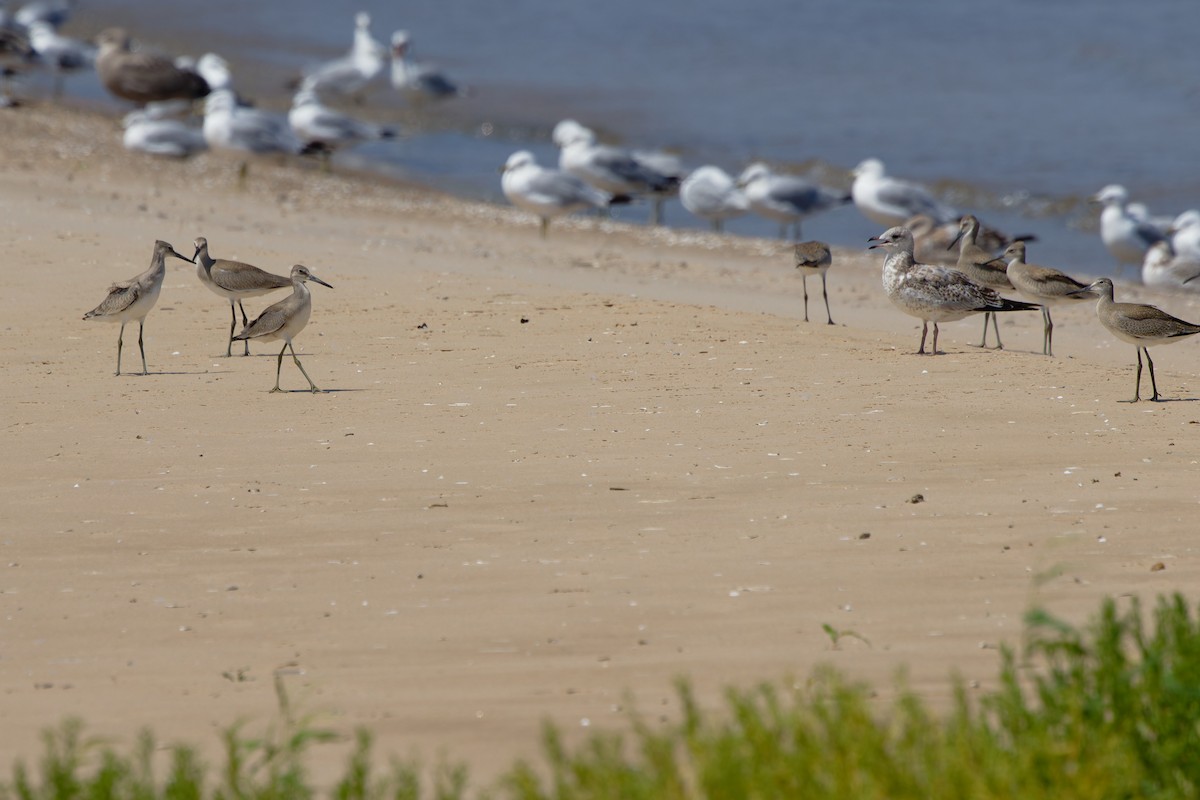 Willet - ML640338570