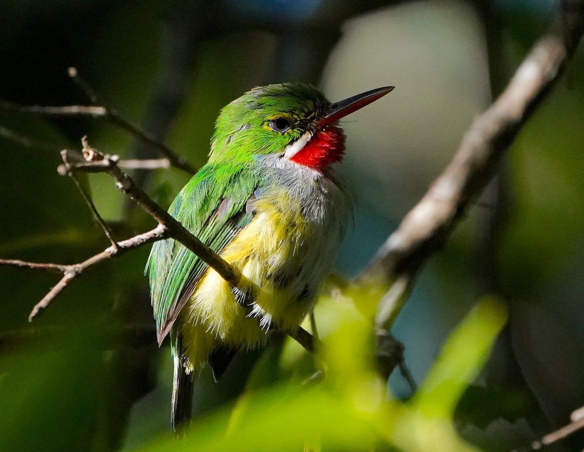 Puerto Rican Tody - ML640338589