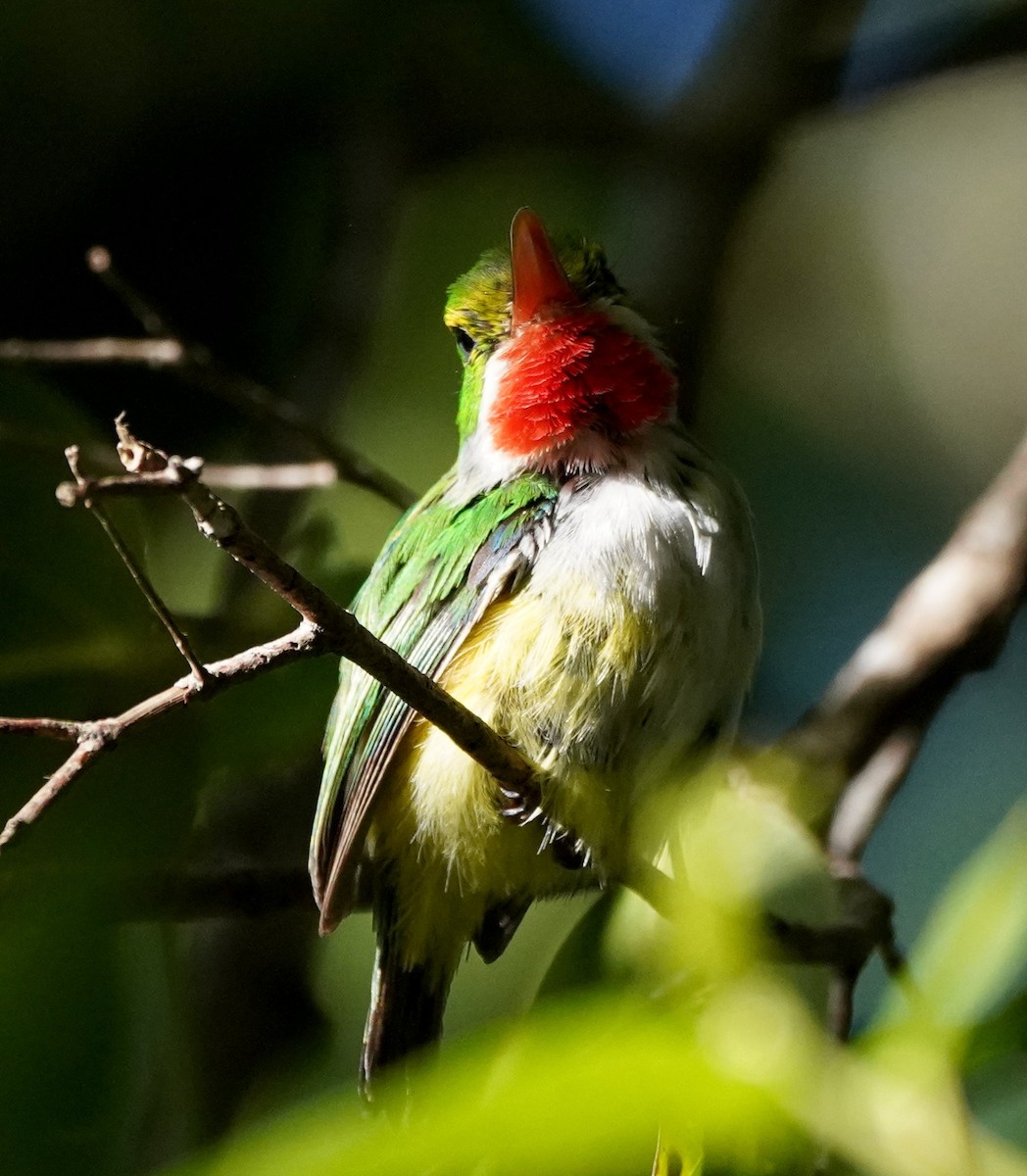 Puerto Rican Tody - ML640338593