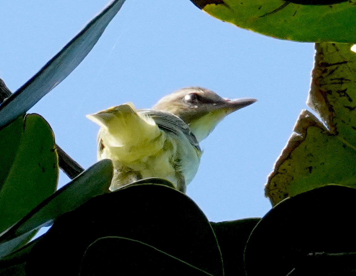 Black-whiskered Vireo - ML640338637