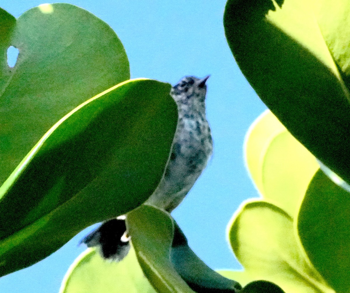 Elfin-woods Warbler - ML640338661