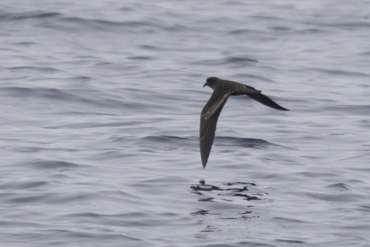 Black Storm-Petrel - ML640338870
