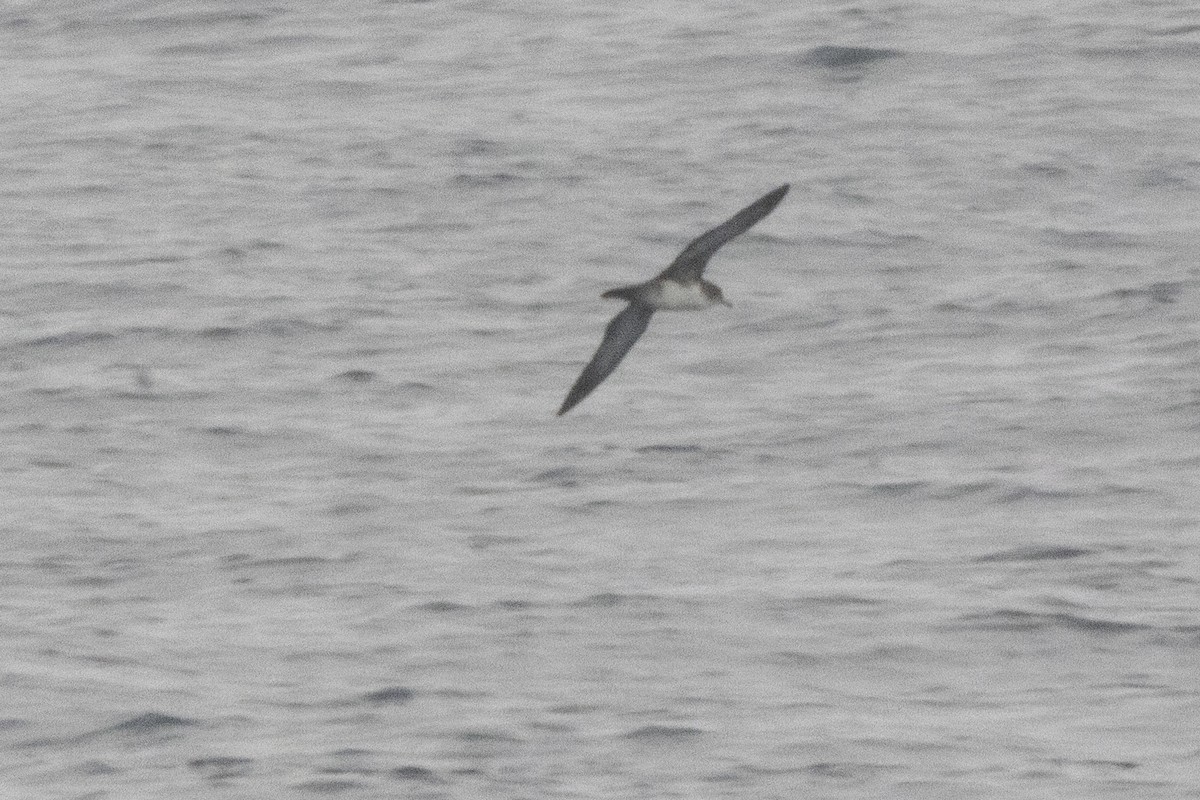 Pink-footed Shearwater - ML640338877