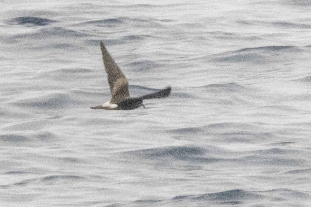 Leach's/Townsend's Storm-Petrel (white-rumped) - ML640338905