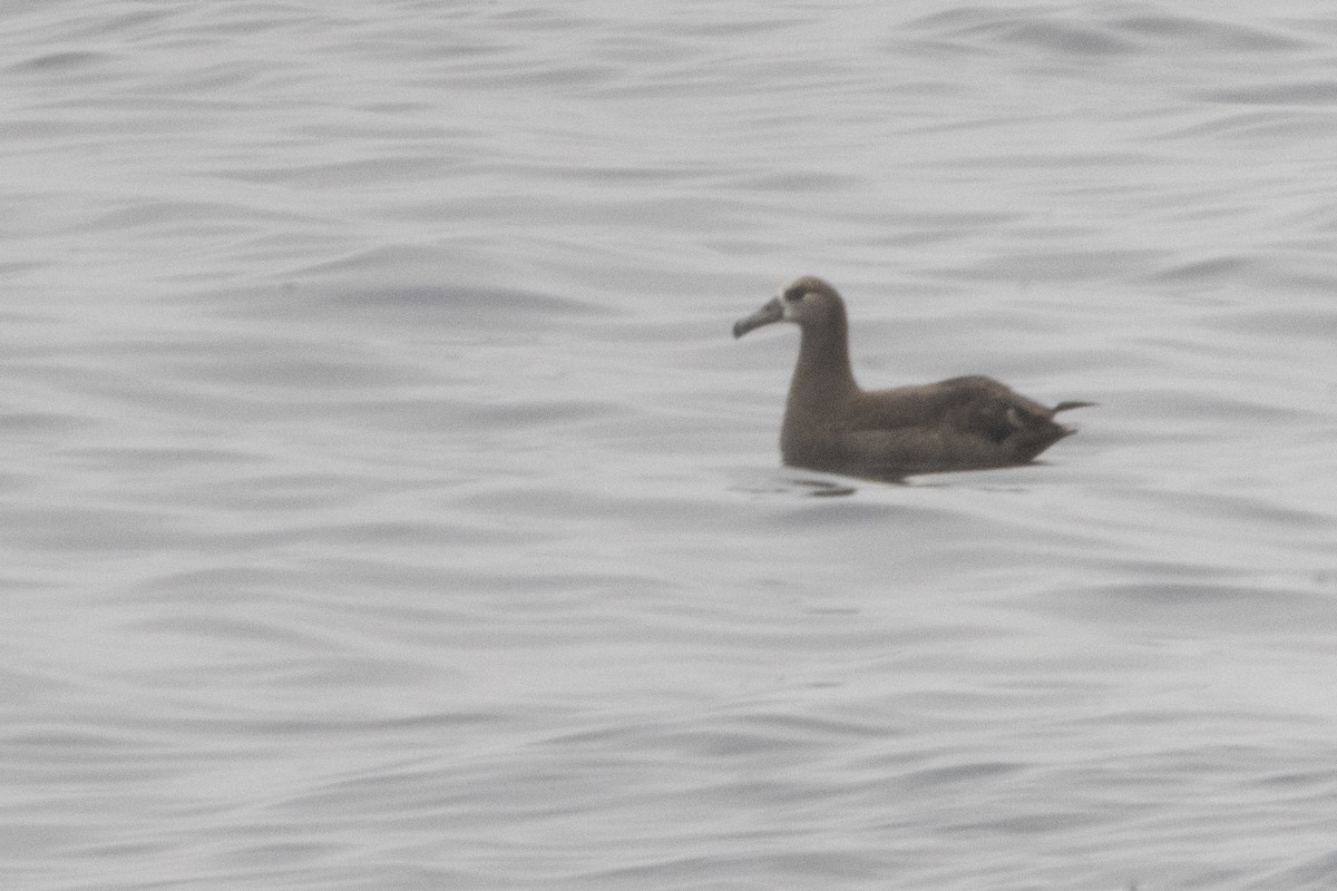 Black-footed Albatross - ML640338910