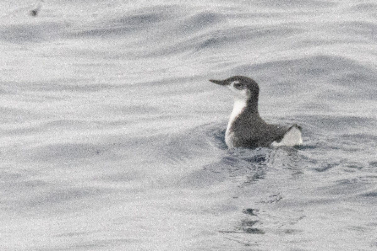Guadalupe Murrelet - ML640338914