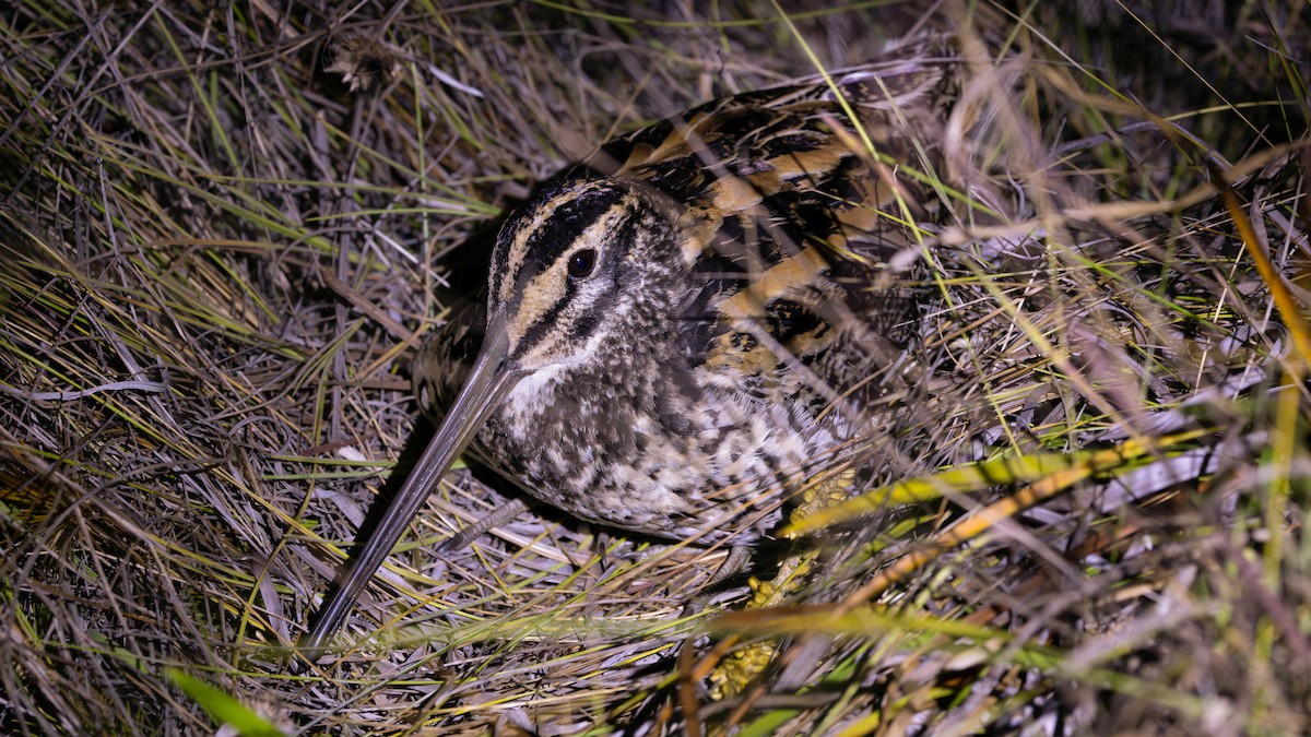 Giant Snipe - ML640338933