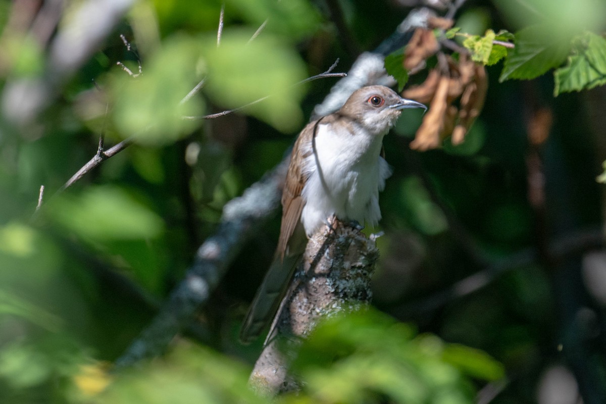 Black-billed Cuckoo - ML640338936