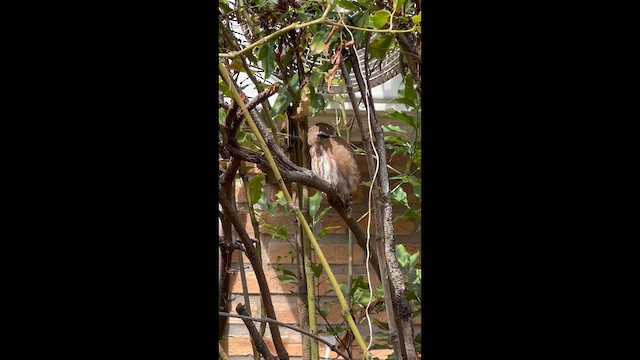 Ferruginous Pygmy-Owl - ML640338943