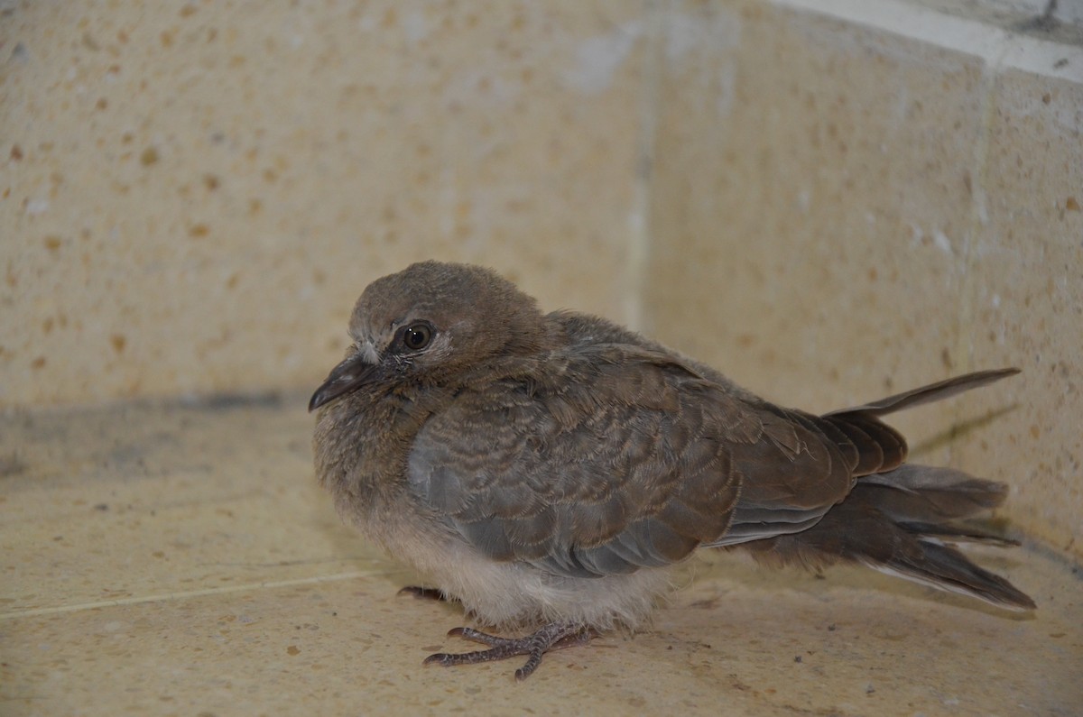 Laughing Dove - ML640338961