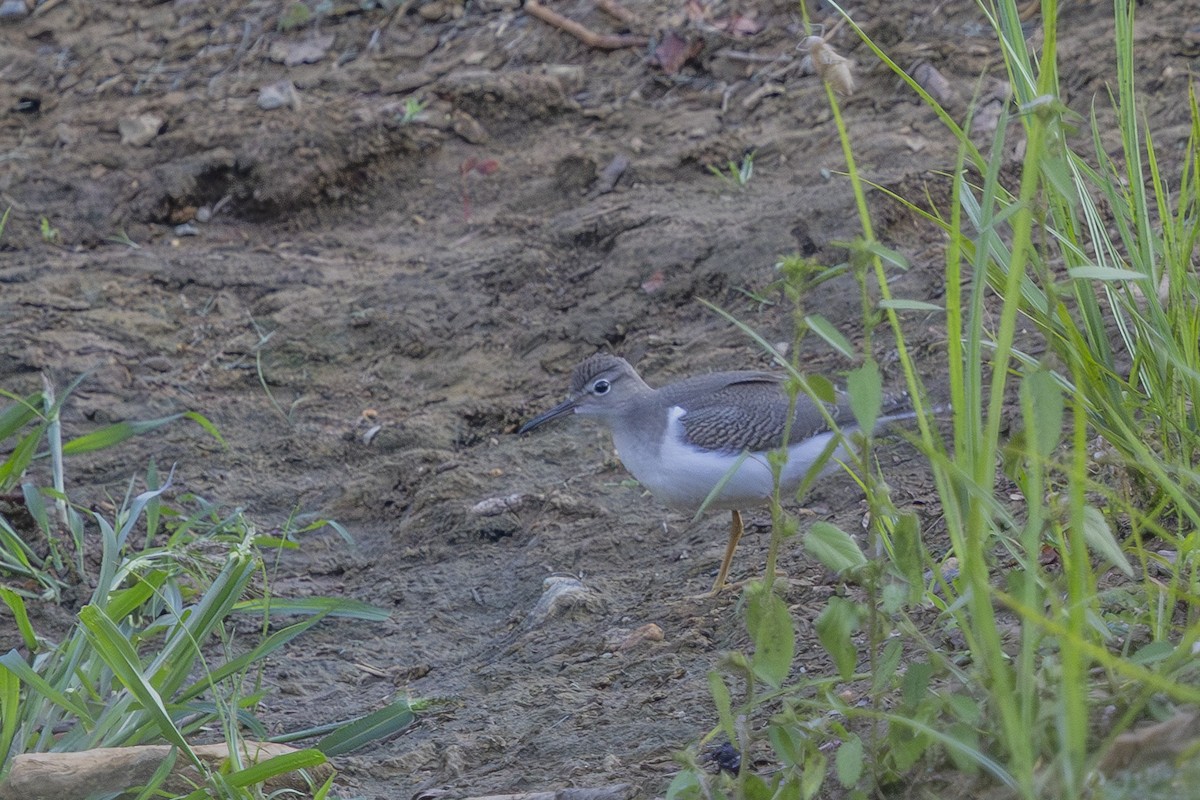 Spotted Sandpiper - ML640338972