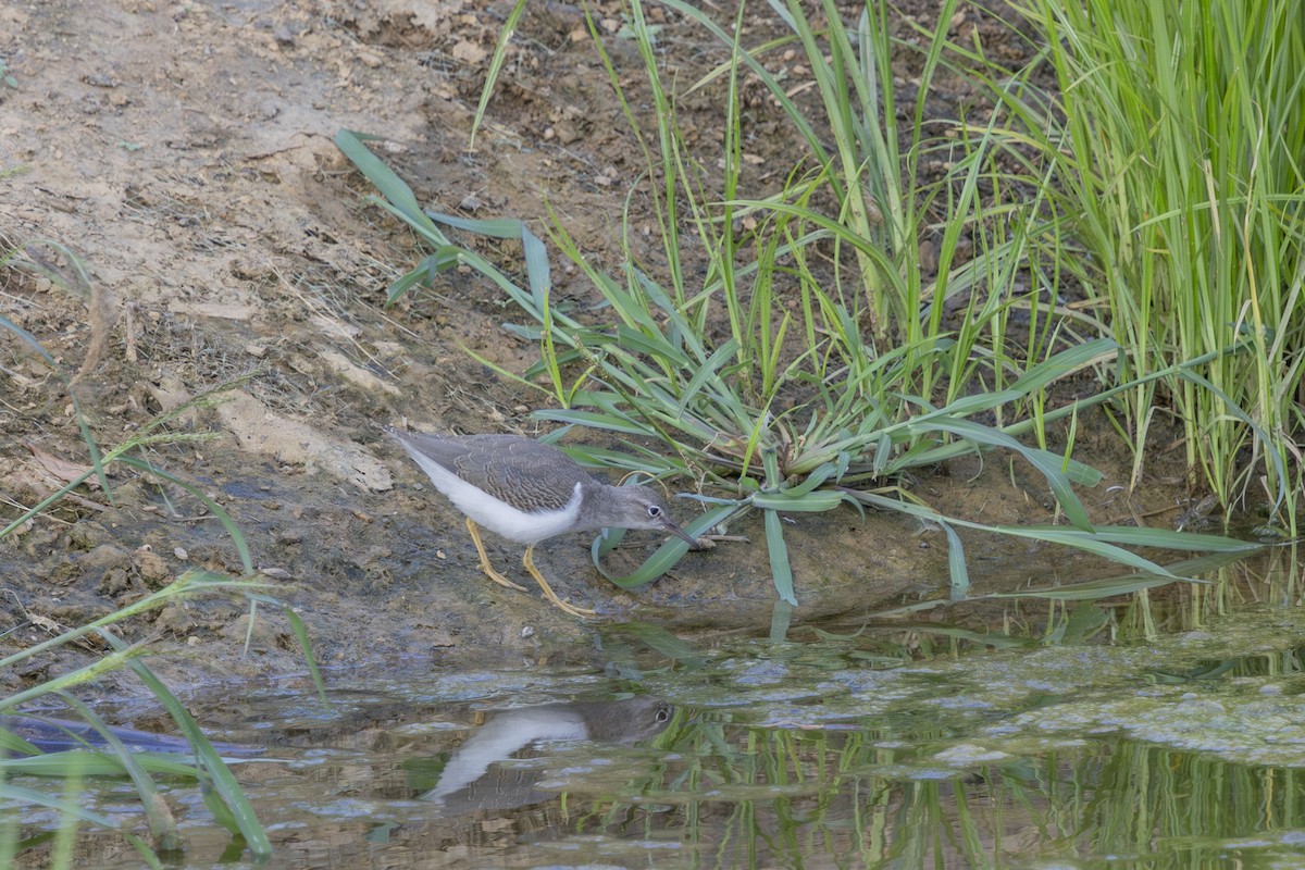 Spotted Sandpiper - ML640338979