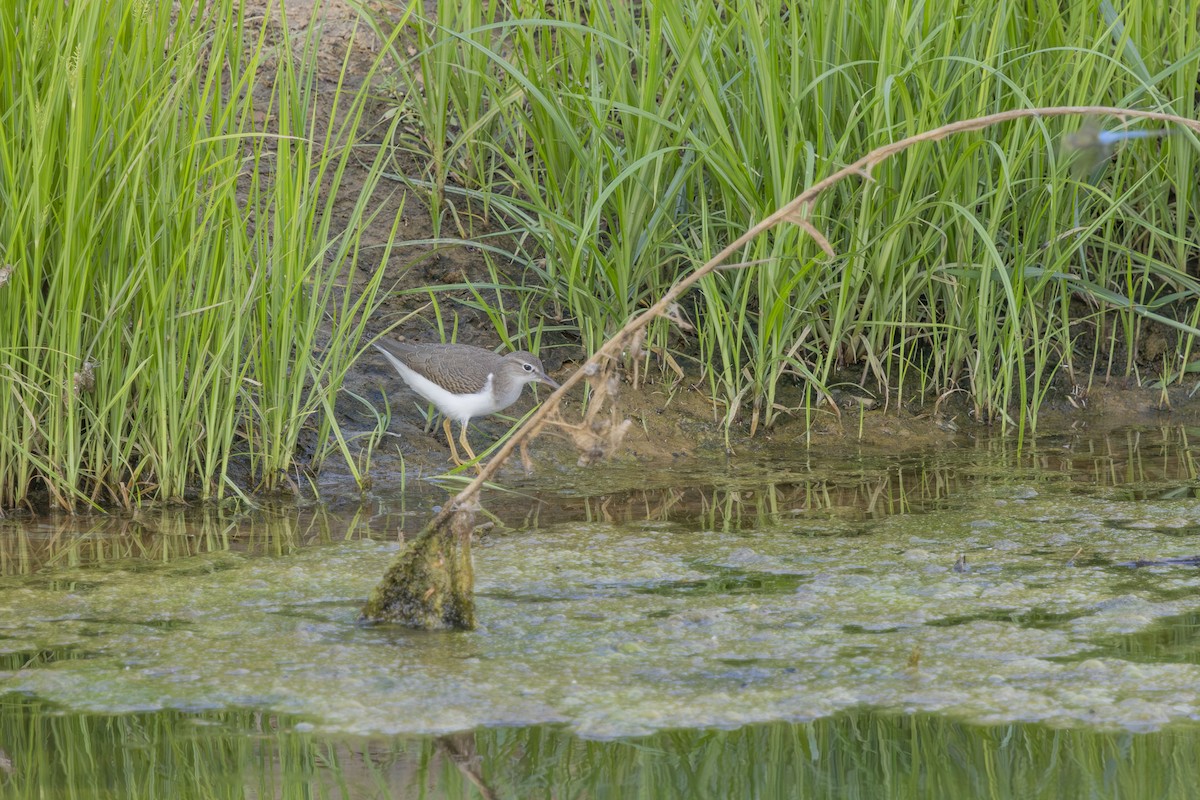 Spotted Sandpiper - ML640338980