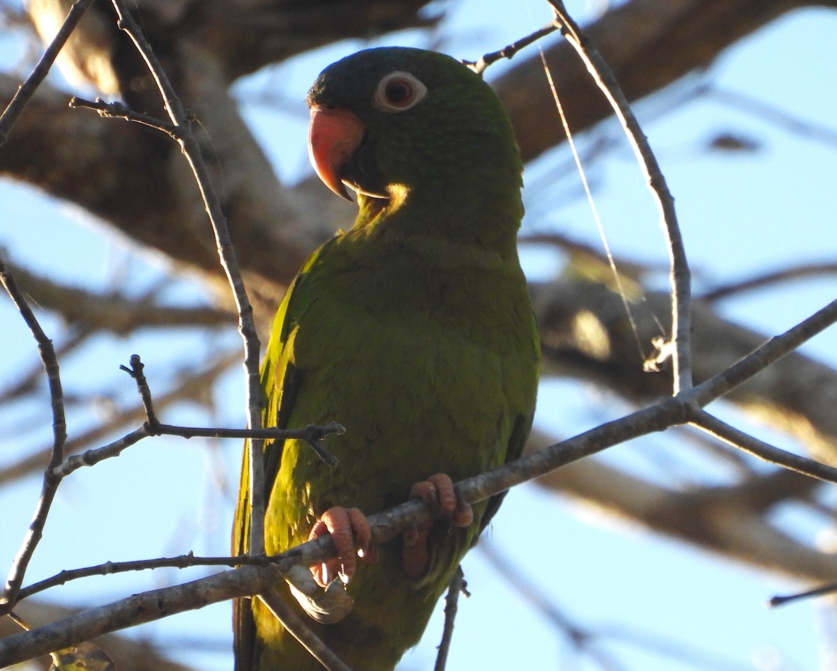 Blue-crowned Parakeet - ML640339004